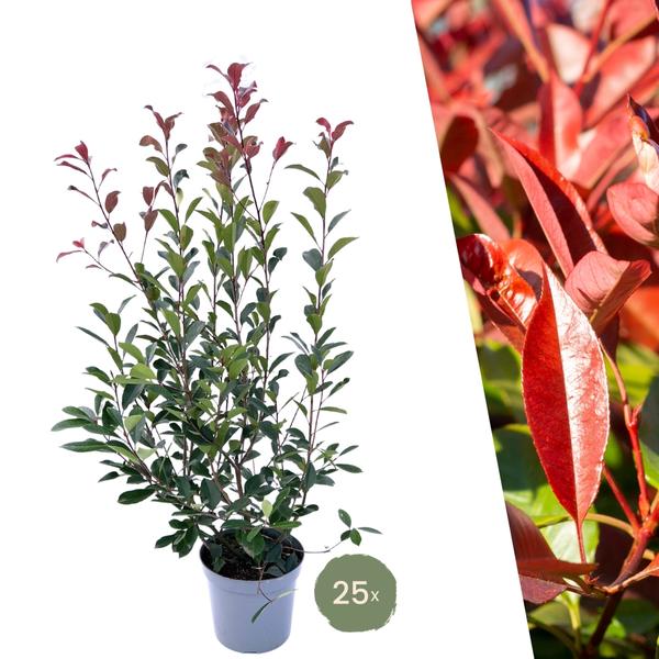 Große Glanzmispel Pflanzen für 10 laufende Meter Hecken | - 12L - 25 x | ↨ 100-125 cm - Carré Rouge