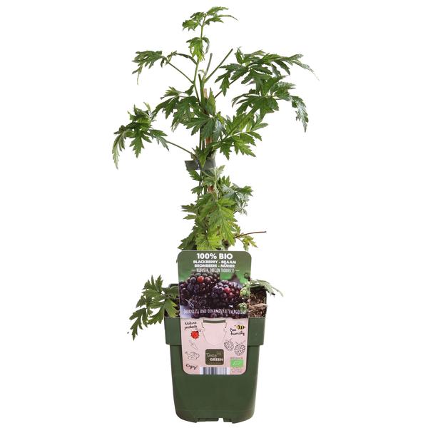 Rubus fruticosus 'Thornless Evergreen' - Dornenlose Brombeere - Ø13cm - ↕45cm