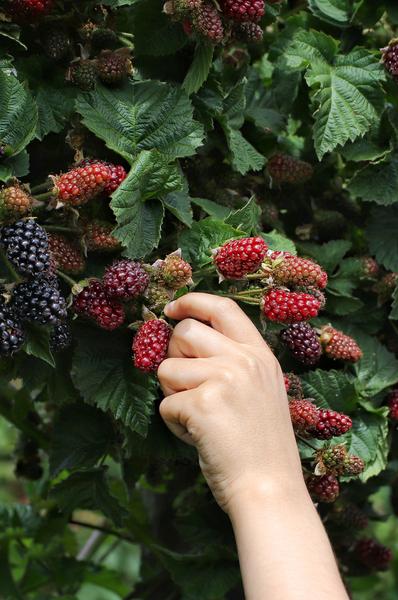 Rubus fruticosus 'Thornless Evergreen' - Dornenlose Brombeere - Ø13cm - ↕45cm